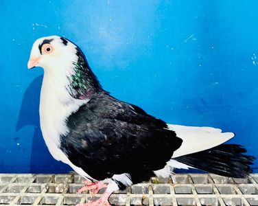 12353(21)  femelă  2025