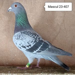 Mascul 23-407