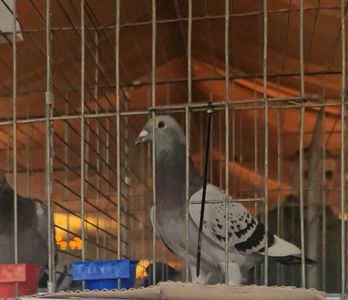 VideoCapture_20251123-164630