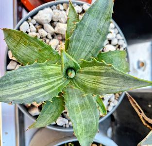 Agave Snow Devil 2025; Agave deserti simplex variegated Snow Devil
