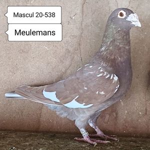 Mascul 20-538