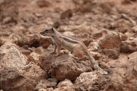 Barbary Ground Squirrel; Fuerteventura - Spain
