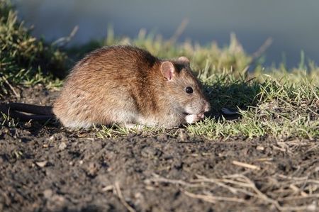 Brown Rat; London - England
