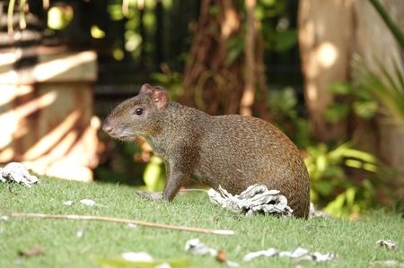 Central American Agouti; Cancun - Mexico
