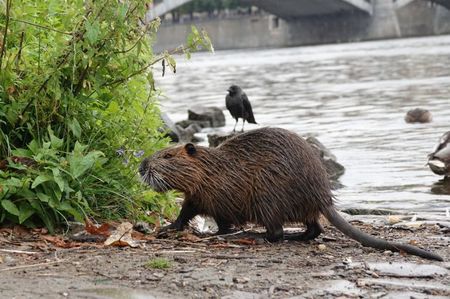 Coypu; Prague - Czech Republic

