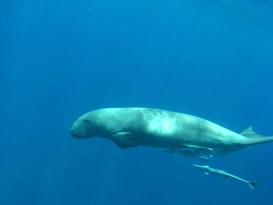 Dugong; Dalaman - Türkiye
