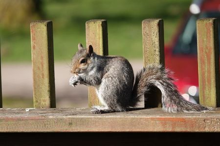 Eastern Grey Squirrel; Essex - England
