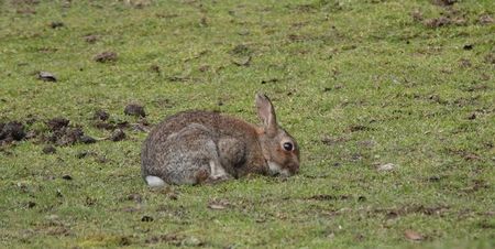 European Rabbit; London - England
