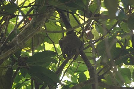 Great Fruit-eating Bat; Cancun - Mexico

