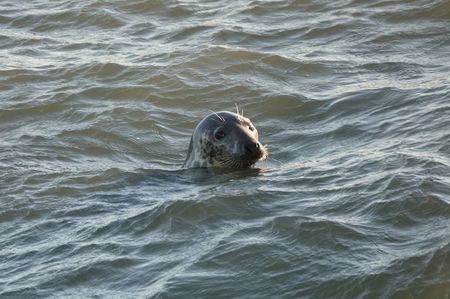 Grey Seal; Essex - England
