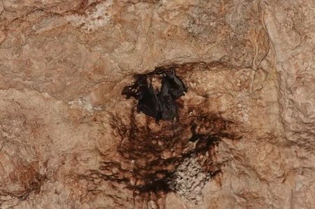 Jamaican Fruit-eating Bat; Bayahibe - Dominican Republic
