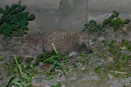 Northern White-breasted Hedgehog; Mures - Romania
