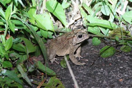 Asian Common Toad; Ubud - Bali
