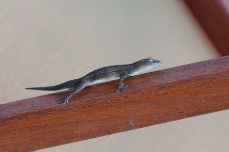 Asian House Gecko; Ubud - Bali
