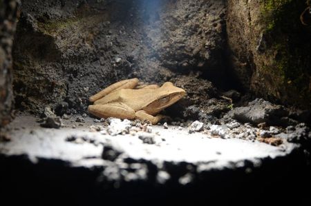 Common Southeast Asian Tree Frog; Ubud - Bali
