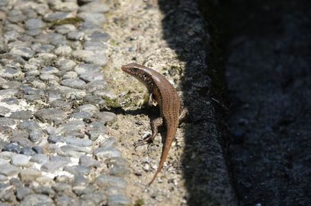 Common Sun Skink; Ubud - Bali
