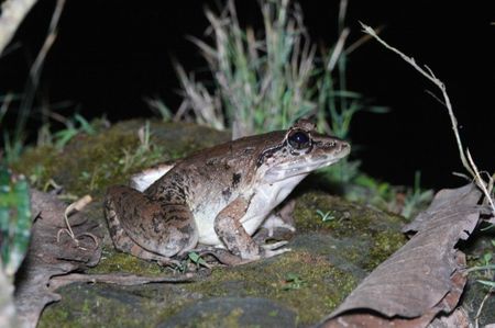 Fanged River Frog; Ubud - Bali
