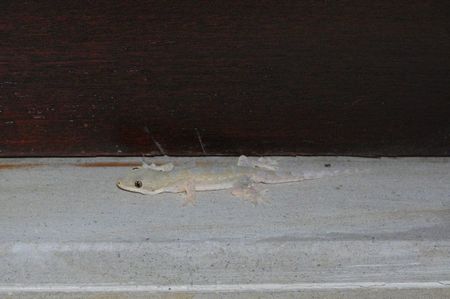 Flat-tailed House Gecko; Ubud - Bali
