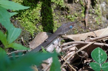 Indo-Chinese Rat Snake; Ubud - Bali
