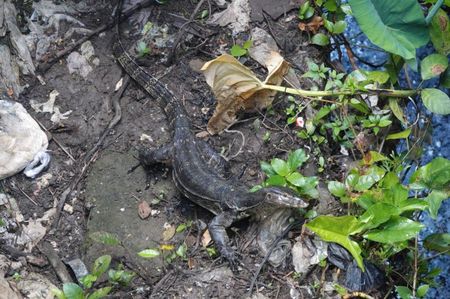 Indomalayan Water Monitor; Ubud - Bali
