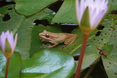 Java White-lipped Frog; Ubud - Bali
