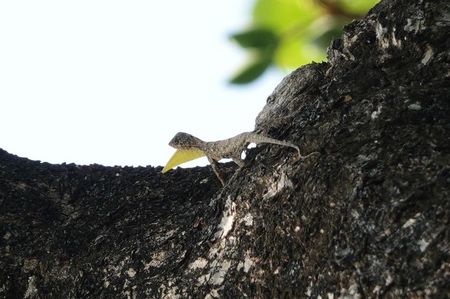 Javan Flying Dragon; Ubud - Bali
