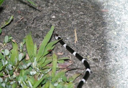 Malayan Banded Wolf Snake; Ubud - Bali
