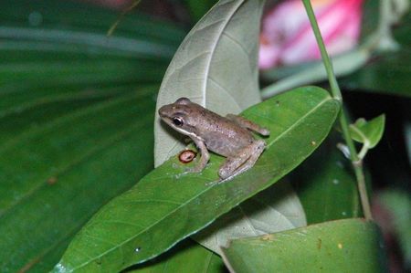 Malayan White-lipped Frog; Ubud - Bali
