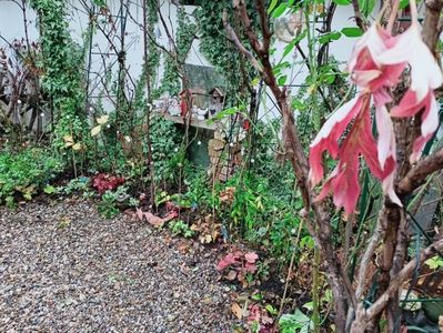 ultima frunză de bujor arbustiv