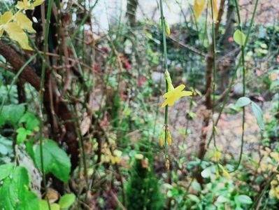 Jasminum nudiflorum
