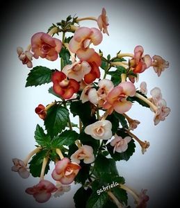 Peach Orchard 15 lei