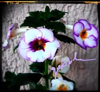 Coup de Foudre 15 lei