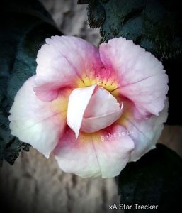 XA Star Trecker 20 lei