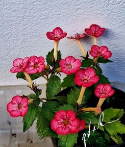 Petite Marquise 15 lei