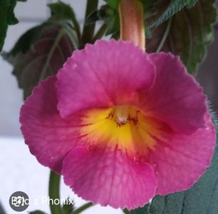 Brid s Phonix 10 lei