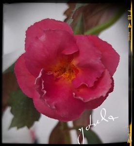 Brid s Susanne 15 lei