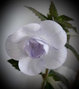 Double Picotee Rose epuizat