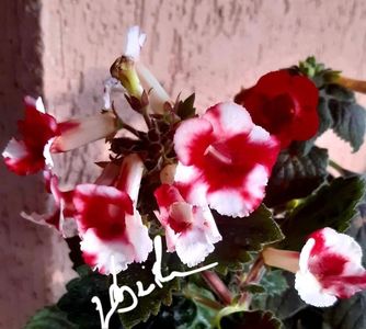 XA White Angel 20 lei