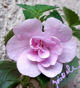 Double Pink Rose 15 lei