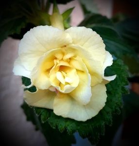 XA Golden Bells 20 lei