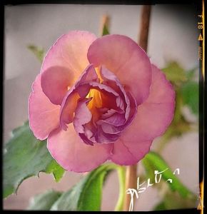 BriD s  Viktoria 20 lei