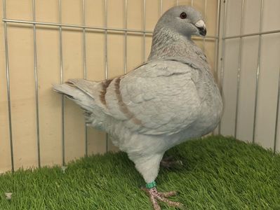 MASCUL 2025 - 129 PURTĂTOR DE REDUCED