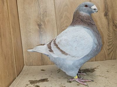 MASCUL 2023 - 1084 PURTĂTOR DE REDUCED