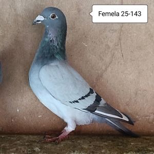 Femela 25-143