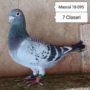 Mascul 18-095....-30 lei