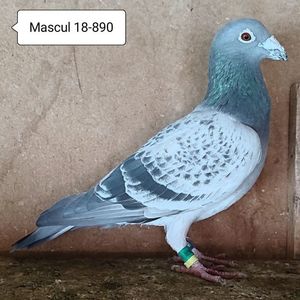 Mascul 18-890