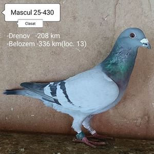 Mascul 25-430