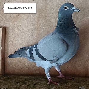 Femela 25-872 ITA