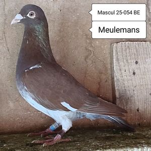 Mascul 25-054