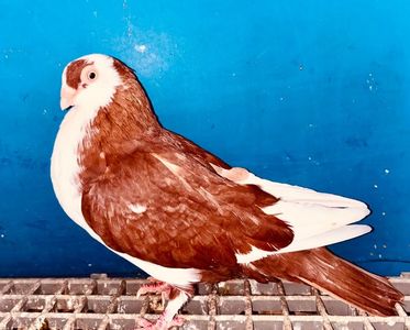 17080  femelă  2023